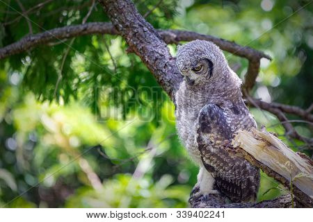 Spotted Eagle Owl Sitting On A Tree Branch In Cape Town, South Africa