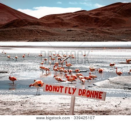 Ban on drone flight sign on a background of sunshine lagoon with beautiful flamingos