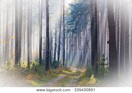 Igh Pine Forest. November Morning. Fog Rises Between The Trees, Illuminated By The Rays Of The Risin