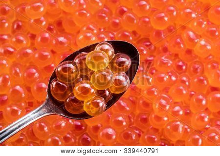 Salmon roe in the silver spoon close-up. Red caviar at the background.
