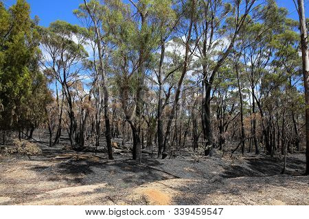 Burned Trees After Bush Fire Near Bicheno In Tasmania. Australia