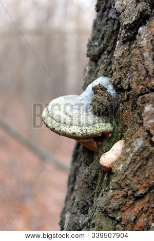 Mushroom Tinder Fungus (latin: Polyporales) On A Tree Trunk Covered With Moss In A Forest In Late Au