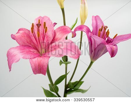 Beautiful Pink Lilium Flower On White Background