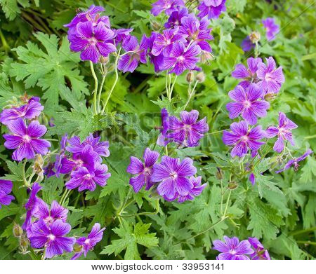 Iberian Geranium