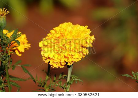 Vintage Background Little Flowers, Nature Beautiful, Toning Design Spring Nature.pretty Yellow Merig