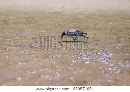 Crows Eating Small Stranded Anchovy Fish On A Beach