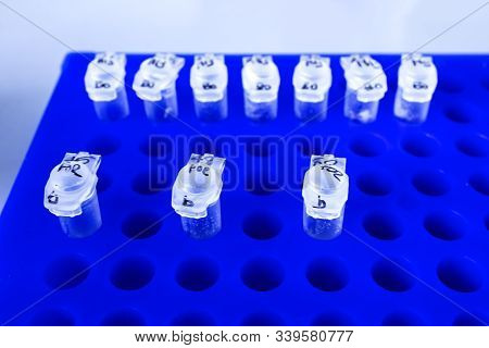 Microtubes 0.2 Ml In Blue Rack. Sample Of Dna Amplified In Pcr Instrument. Labware