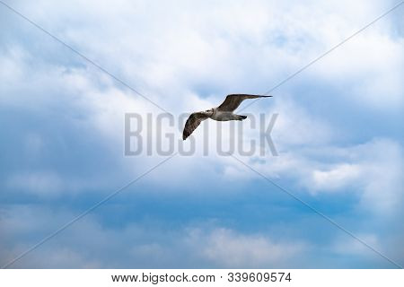 A Seagull Soars In The Sky Against A Background Of White Clouds. Amur Bay, Vladivostok, Russia.a Sea