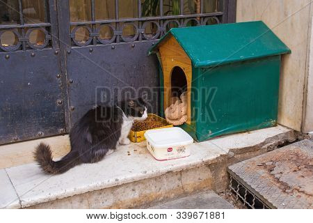 Istanbul, Turkey  September 8th 2019. One Of The Many Street Cats In The Cihangir District Of Beyogl
