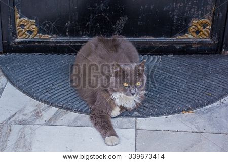 One Of The Many Street Cats In The Cihangir District Of Beyoglu, Istanbul, Turkey