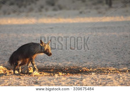 The Brown Hyena (parahyaena Brunnea) Running From The Waterhole In Morning Sun. Scared Brown Hyena O