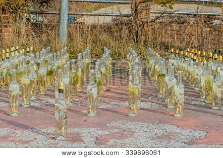 Ginseng Liquor Sitting In Sun