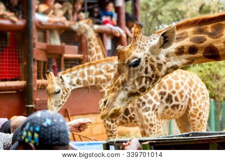 People Feeding Giraffes In Giraffe Center Nairobi, Kenya