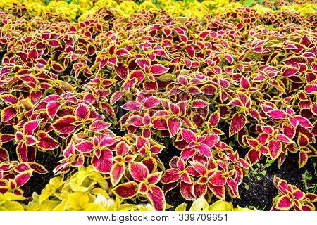 Garden Coleus Plants With Bright Red Leaves Cover Themselves With A Flower Bed