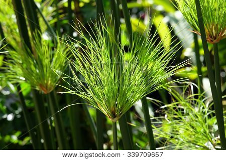Papyrus Plant In The Sun, Closeup (lat. Cyperus Papyrus)