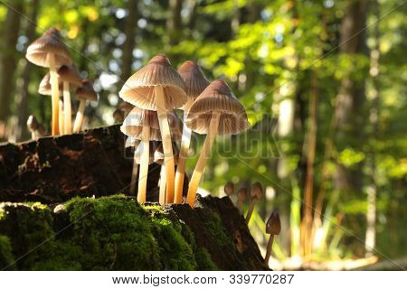 Mushrooms tree trunk Closeup Nature Macro plant Nature background trees Nature background Nature background Mushroom Nature autumnal Nature background Nature background Autumn forest Nature background outdoor Nature background Nature background.