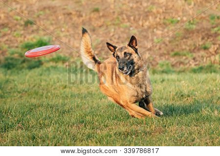 Malinois Dog Play Running With Plate Toy Outdoor In Park. Belgian Sheepdog Are Active, Intelligent, 