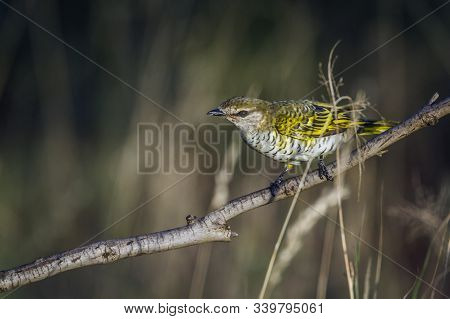 Black Cuckoo-shrike Female On Branch In Kruger National Park, South Africa ; Specie Campephaga Flava