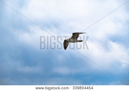 A Seagull Soars In The Sky Against A Background Of White Clouds. Amur Bay, Vladivostok, Russia.a Sea