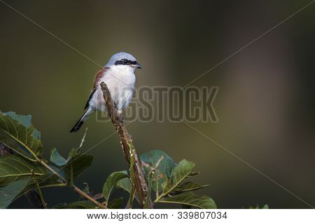 Red-backed Shrike Male Isolated In Natural Background In Kruger National Park, South Africa ; Specie