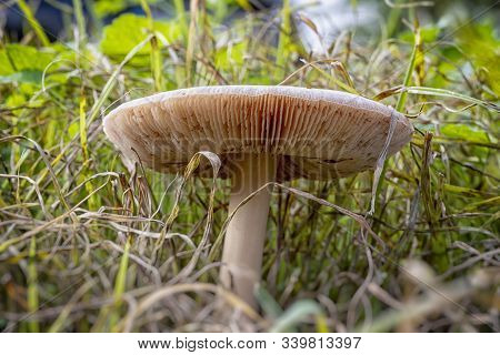 Volvopluteus Gloiocephalus Fungus Mushroom In The Ground