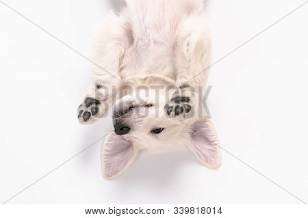 Child. Top View Of English Cream Golden Retriever Playing. Cute Playful Doggy Or Purebred Pet Looks 