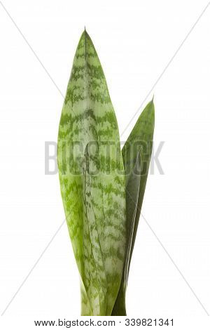 Sansevieria Isolated On White.