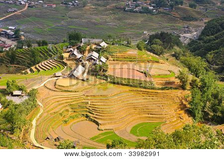 Hill Tribe risaie terrazzate