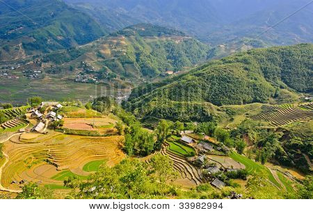 Campi terrazzati di riso Sapa