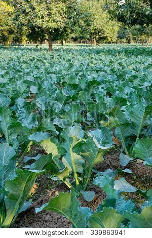 Cauli Flower, Brassica Oleracea, Being Cultivated In An Agriculture Field. View Of Green Farming Of 