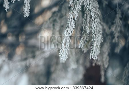 Christmas Tree With Snow Outdoor, Frozen Branch Of Spruce With Snow, Colden Winter Day.