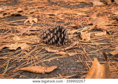 Pinecones Laying Along A Walking Trail In Hulbert, Oklahoma 2019