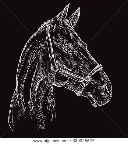 Horse Portrait With Bridle. Horse Head In Profile In White Color Isolated On Black Background. Vecto