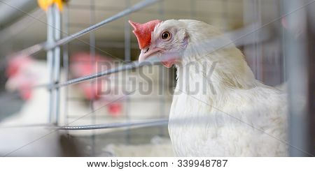 Egg Factory Plant Agriculture Poultry Chicken Farm
