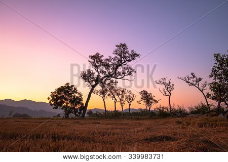 Sweet Sunrise Above The Big Trees In The Rice Field During Harvest Season.