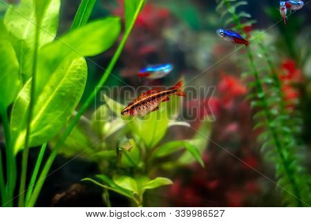 The Cherry Barb (puntius Titteya) - A Cherry-colored Fish With A Dark Stripe Along The Body - Tropic