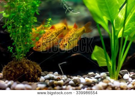 Golden Barbs (schuberti Barb, Puntius Semifasciolatus) - Bright Tropical Aquarium Fish
