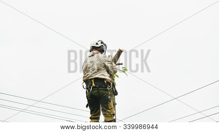 Climber On A Tree. Climber On A White Background. Arborist Man Cuts Branches With A Chainsaw And Thr