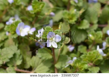 Birdeye Speedwell - Latin Name - Veronica Persica