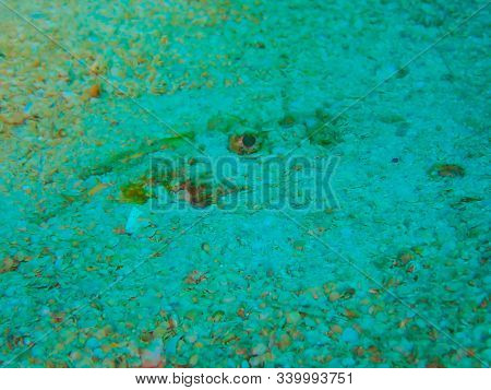 Fish Hiding On The Ocean Floor Under The Sea, See Only The Eyes.
