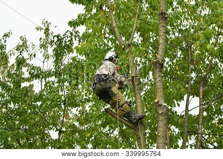 Climber On A Tree. Climber On A White Background. Arborist Man Cuts Branches With A Chainsaw And Thr