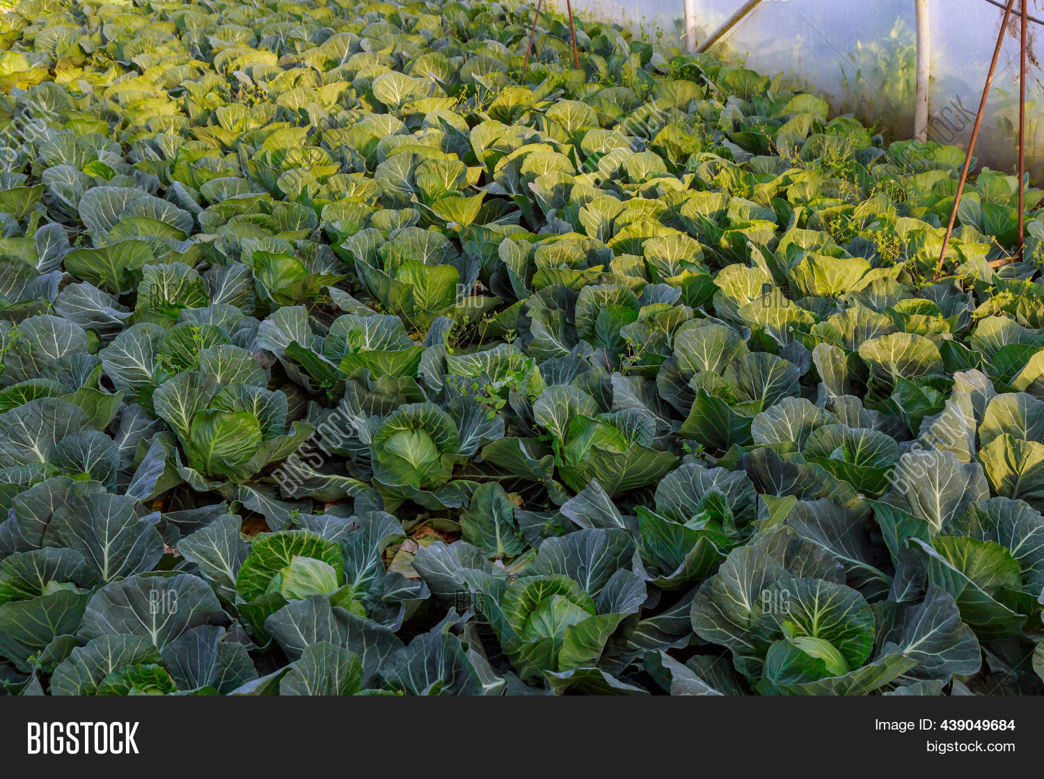 Cabbage Grows Image & Photo (Free Trial) Bigstock