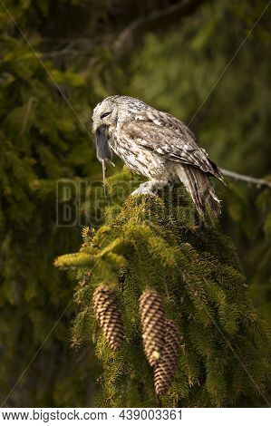 Tawny Owl In The Forest With Mouse In The Beak. Brown Owl (strix Aluco) Sitting On Tree In The Fores