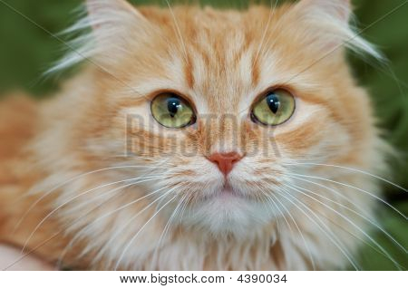 Red Cat With Green Eyes On Green Background
