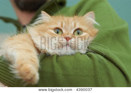 Red Cat With Green Eyes On Man Hands