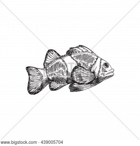Clown Reef Fish, Engraving Hand Drawn Vector Illustration Isolated On White.