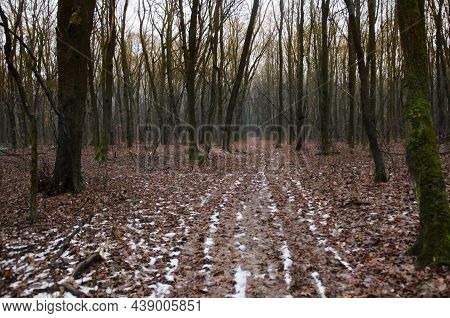 Dark Misty Wooden Forest With Brown Leaves