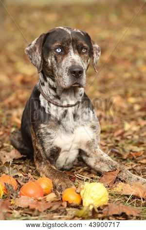 Louisiane Catahoula chien avec petites citrouilles en automne