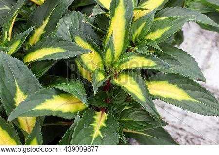 Variegated Yellow And Green Leaves On Inpatien Plants