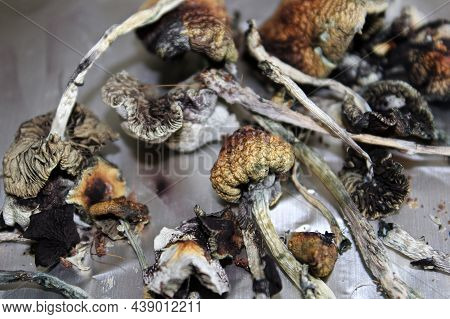 Dried Magic With Spore Prints On Tin Foil